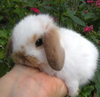 bunni