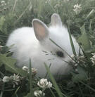 bunni